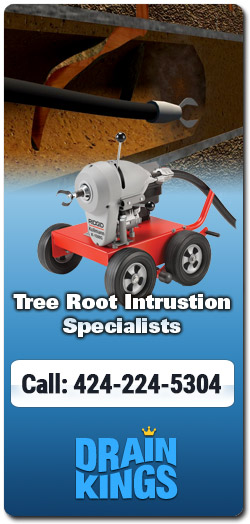 Root